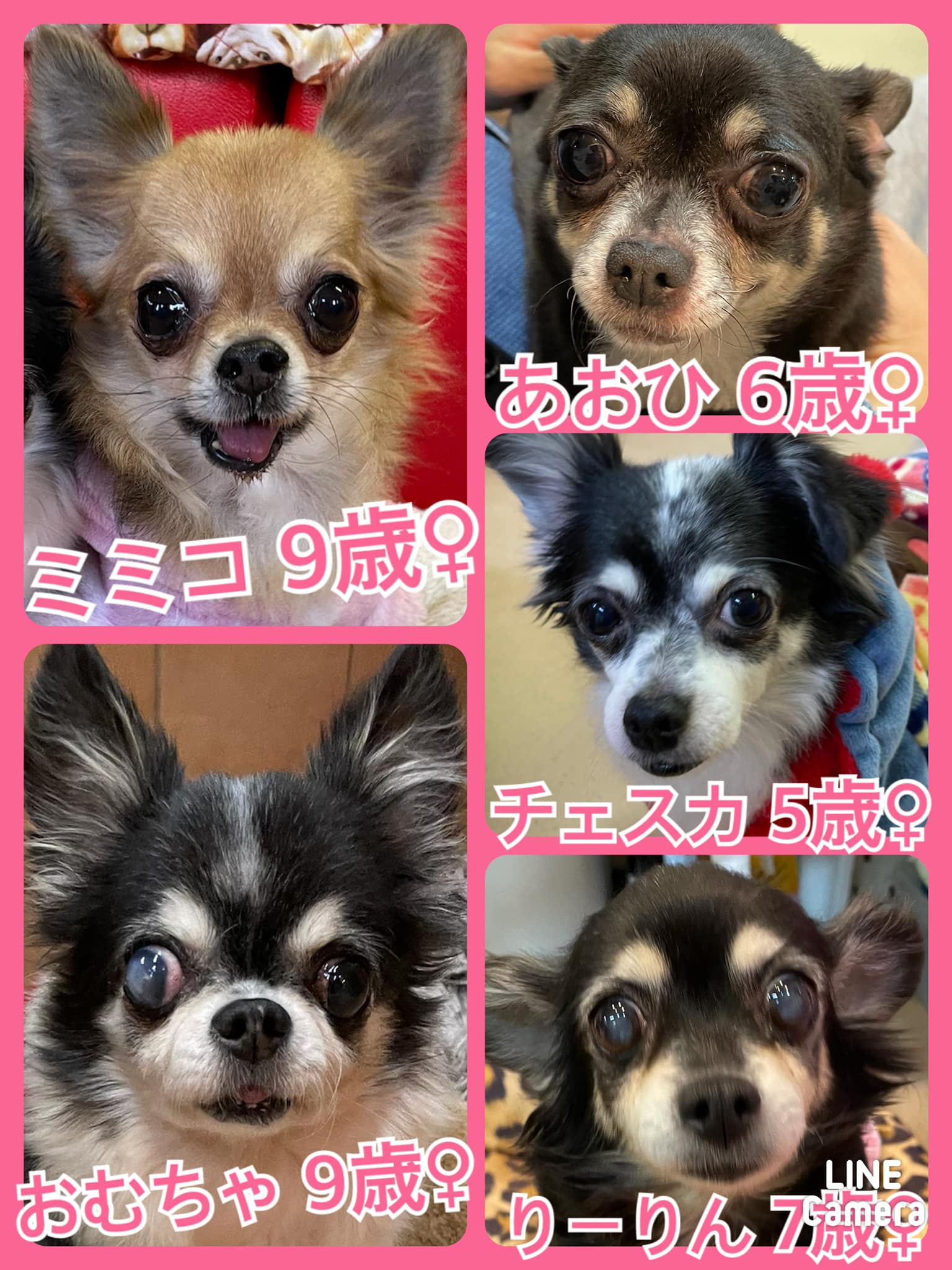 🐾今日の里親様募集中ワンコ🐶メンバーです🐾2022,1,18【保護犬カフェ天神橋店】